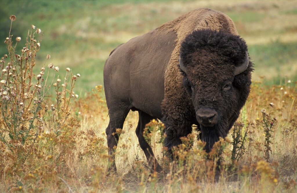 male bison on the prairies